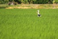 Openbill stork in paddy field Royalty Free Stock Photo