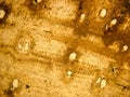 photo of the optical mineralogy and thin section microscopy of petrography Royalty Free Stock Photo