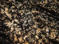 photo of the optical mineralogy and thin section microscopy of petrography Royalty Free Stock Photo