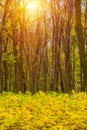 Photo of orange autumn forest with leaves