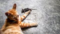 photo of an orange cat and a dead mouse nearby. Royalty Free Stock Photo