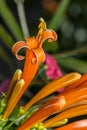 Orange flower Pyrostegia venusta close up photo Royalty Free Stock Photo