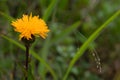 Close up photo of orange flower in soft focus Royalty Free Stock Photo