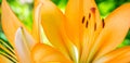 Photo of orange lily on green leaves background in garden Royalty Free Stock Photo