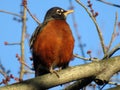 Orange Robin Perched on a Branch in February