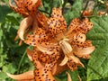 Orange Tiger Lily Flower in a Summer Garden Royalty Free Stock Photo