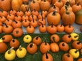 Orange and Yellow Pumpkins Display in October in Autumn