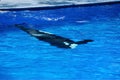 An abstract photo of an Orca swimming underwater