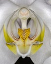 Orchid detail extreme cloeup Royalty Free Stock Photo