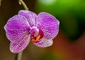 Orchid Phalaenopsis Hybrid white with unfocused background Royalty Free Stock Photo