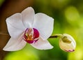 Orchid Phalaenopsis Hybrid white with unfocused background Royalty Free Stock Photo