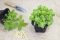A photo of the organic basil seeds germination. Green basil sprouts in plastic pot ready for seedling into a greenhouse. Spring Royalty Free Stock Photo