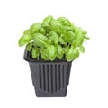 A photo of the organic basil seeds germination. Green basil sprouts in plastic pot ready for seedling. Spring background. Isolated Royalty Free Stock Photo