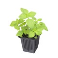 A photo of the organic basil seeds germination. Green basil sprouts in plastic pot ready for seedling. Spring background. Isolated Royalty Free Stock Photo