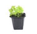 A photo of the organic basil seeds germination. Green basil sprouts in plastic pot ready for seedling. Spring background. Isolated Royalty Free Stock Photo