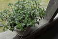 Organic Chocolate Mint Herb Plant
