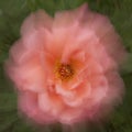 Orton effect peach colored rose Royalty Free Stock Photo