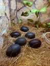 Photo of ostrich emu eggs with black shells lying on yellow grass Royalty Free Stock Photo