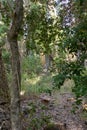 Photo of an outgrown forest full of natural alive vegetation, and a floor full of sticks and tree branches in Bosque los Arrayanes