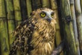 Owl with big eye in photography, high resolution photo of owl cub Royalty Free Stock Photo