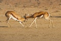 Photo of a pair of antelopes