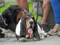 Pair of basset hounds resting blood hound dogs dog leash lead animals pets