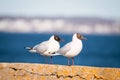 Photo of a pair of black-headed gulls. Royalty Free Stock Photo