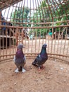 photo of a pair of doves