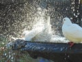 Doves in fountain having bird bath