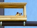 Pair of European goldfinches in the wooden feeder