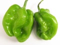 Green Habanero Chili Pepper Pair