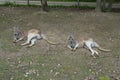 Pair of kangaroos laying on the ground