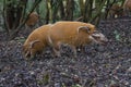 Photo of a pair Red river hog feeding Royalty Free Stock Photo