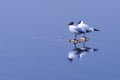 Photo of a pair of seagulls sitting in the water on the stones