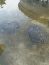 photo of a pair of turtles in the water as if they were playing