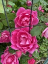 Pair of Two Pink Roses in Spring in May Royalty Free Stock Photo