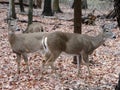 Pair of Whitetail Deer in the Forest