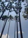 photo of palm tree seen from below. Royalty Free Stock Photo