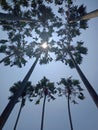 photo of a palm tree seen from below. Royalty Free Stock Photo