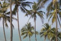 Palm trees juicy greenery against the blue sky, beautiful summer background. Travel concept Royalty Free Stock Photo