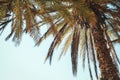 Moroccan Palm trees. Royalty Free Stock Photo