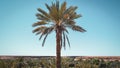 Moroccan Palm trees. Royalty Free Stock Photo