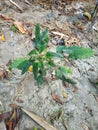 photo of a Palmer amaranth tree growing on the river bank