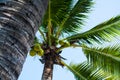 Photo of palms and blue sky. Coconuts. The concept of tropical travel. Selective focus.