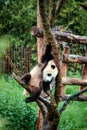 Panda in Pairia Daiza