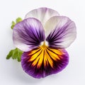 purple pansy flowe