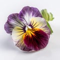 purple pansy flowe