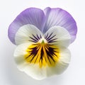 purple pansy flowe