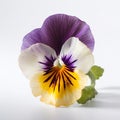 purple pansy flowe