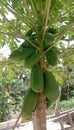 photo of a papaya tree that has produced lots of fruit